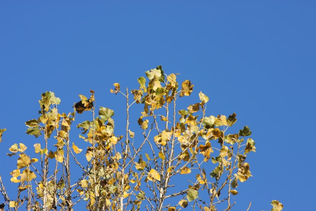 feuilles d'automne et ciel bleu