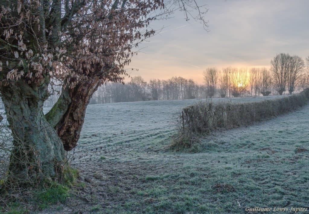 Bocage givré