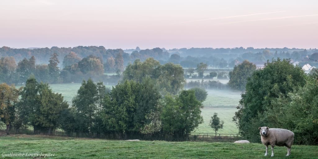 Brume et moutons