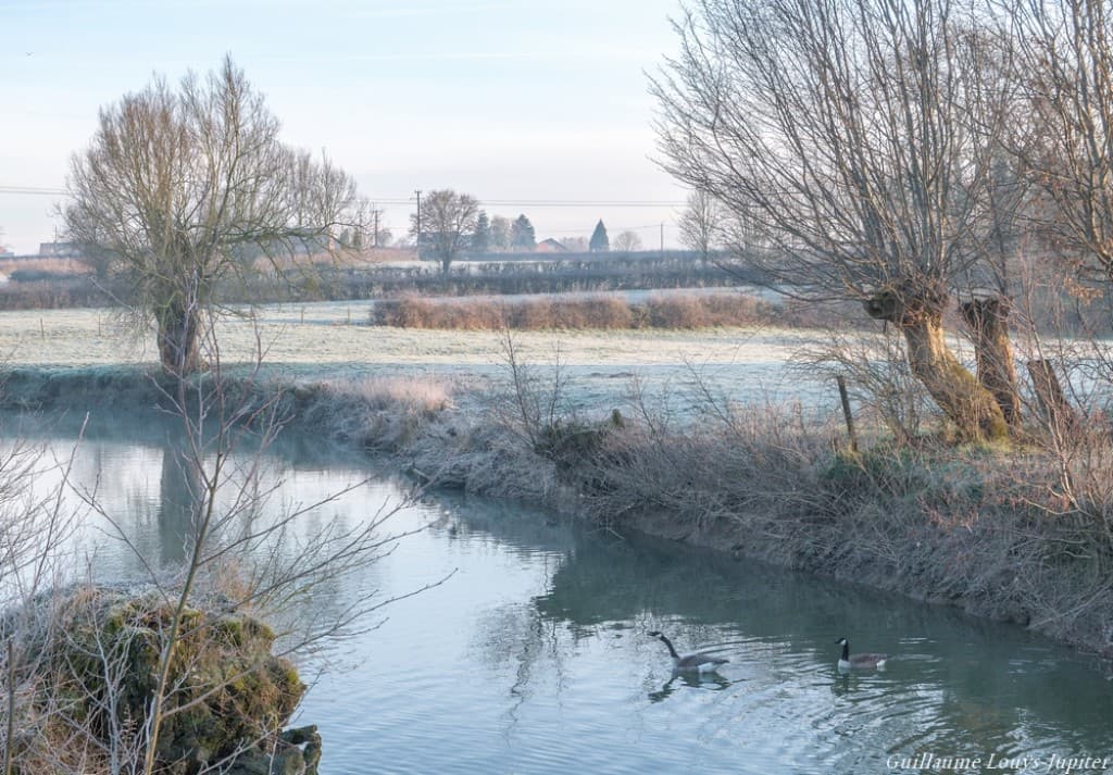 Froid de canard...