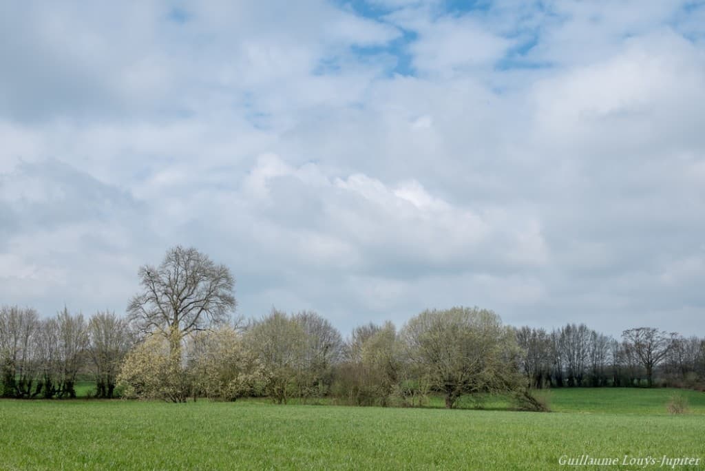 Printemps timide