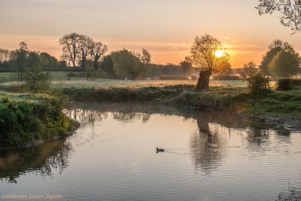 Un canard dans la rivière