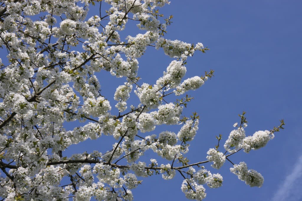 cerises en fleur