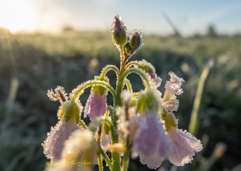 Dernière vue sur givre
