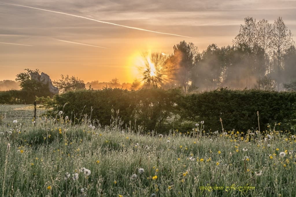 Fleurs printanières, rayons dans la brume