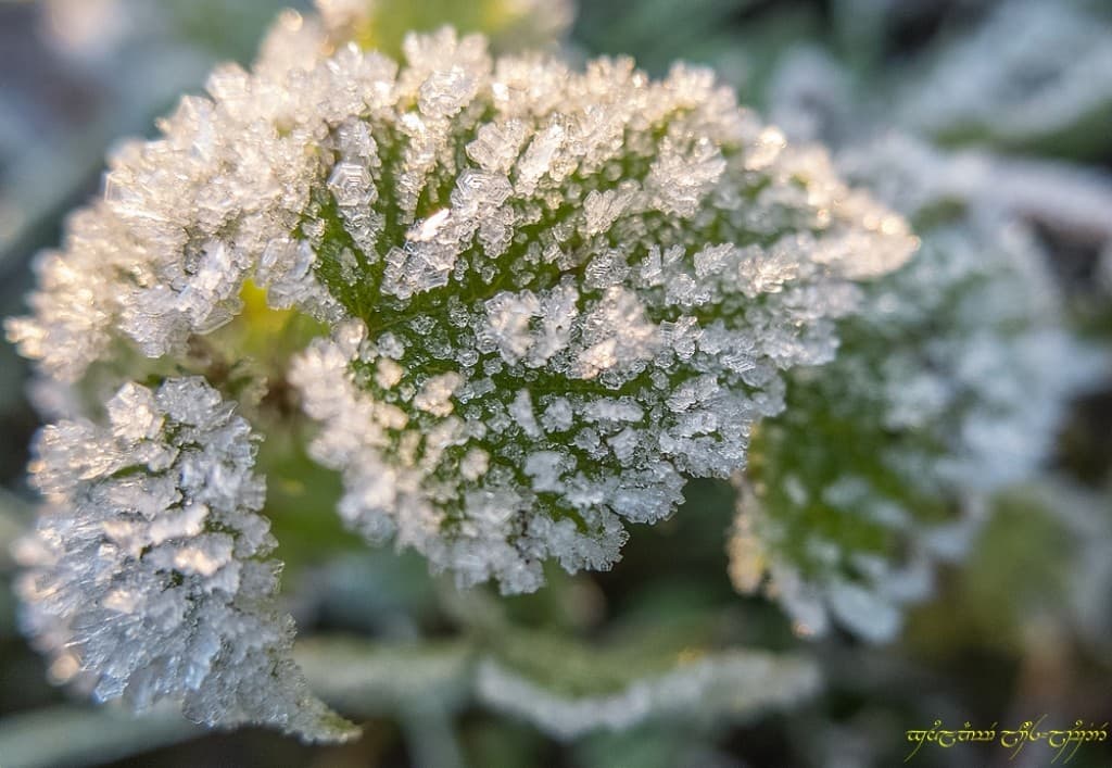Givre détaillé