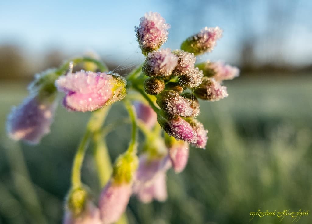 Givre -II
