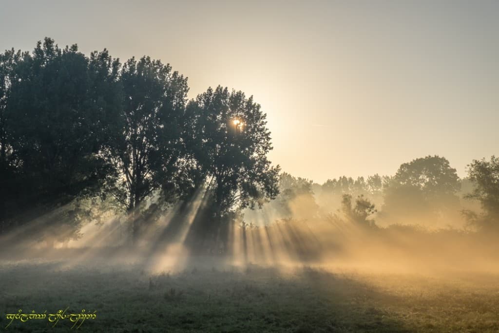 Maroilles et ses rayons (bis)
