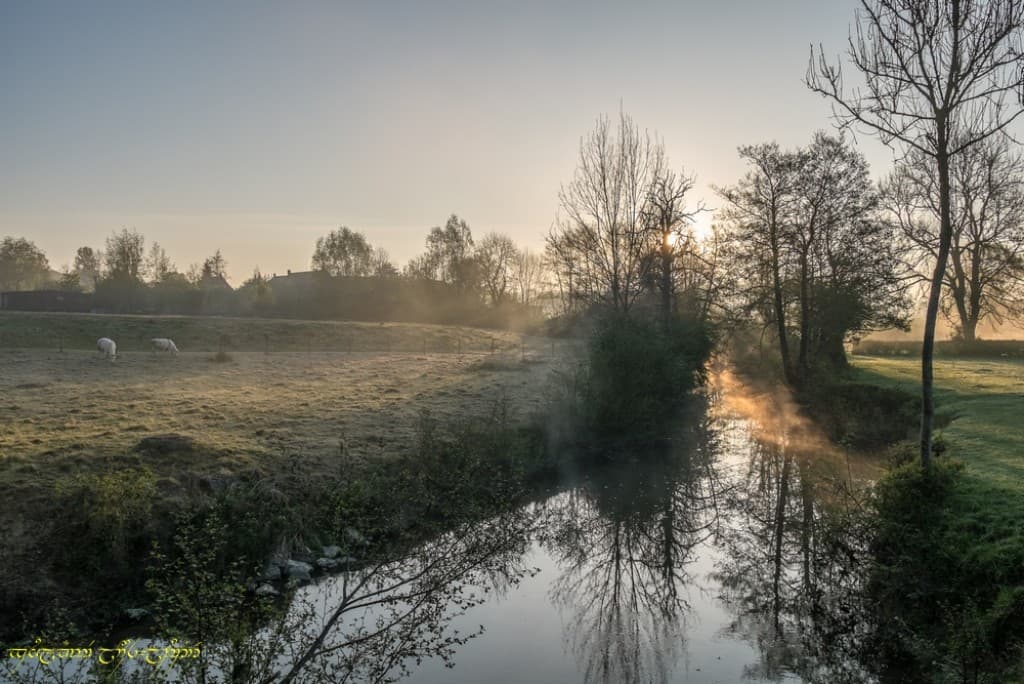 Vaches, givre, brume, rivière...