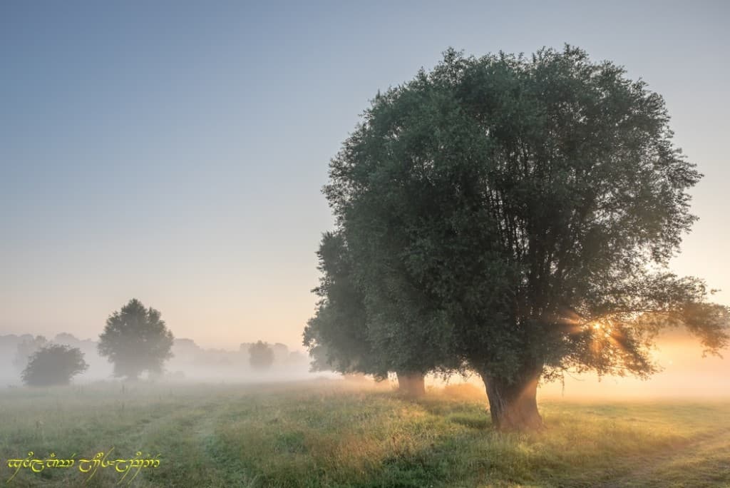 Brumeux bocage -I