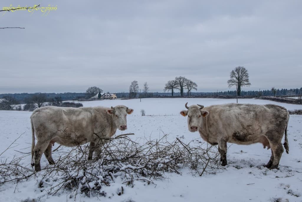 Froid aux pattes ?