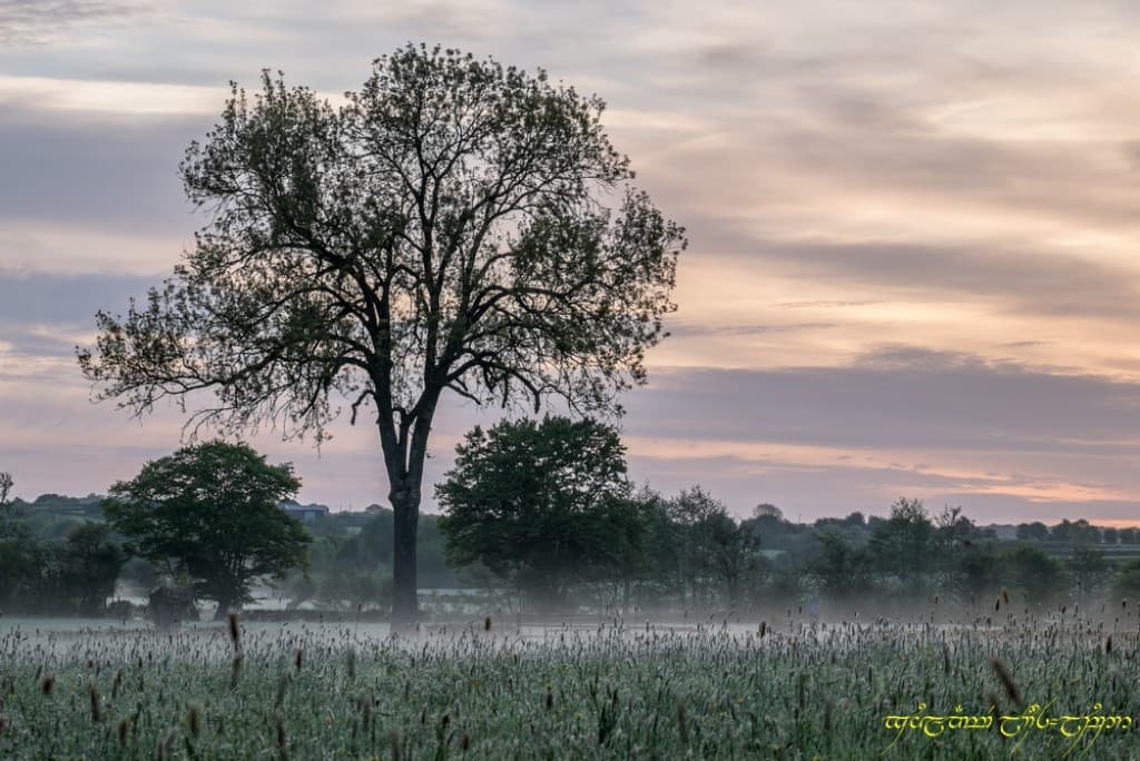 L'arbre et la nappe