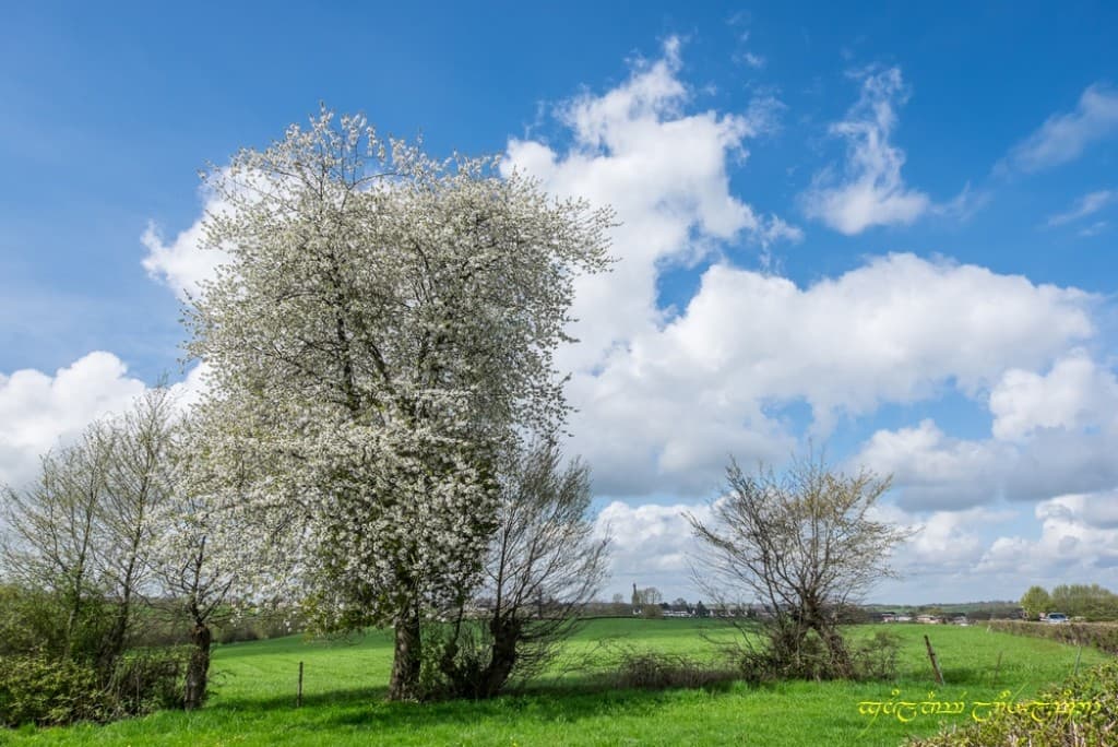 Printemps