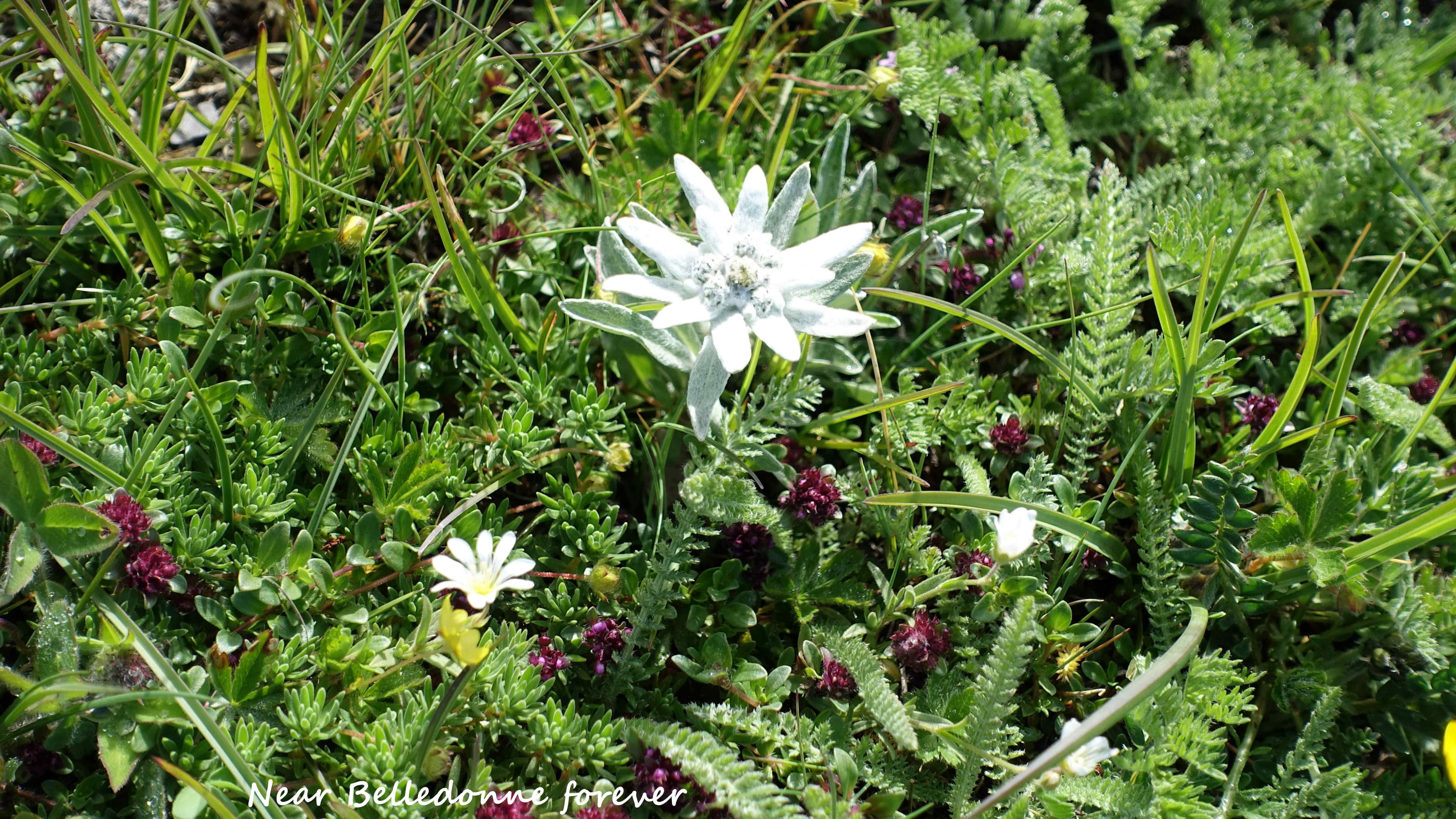 Edelweiss  A.P.