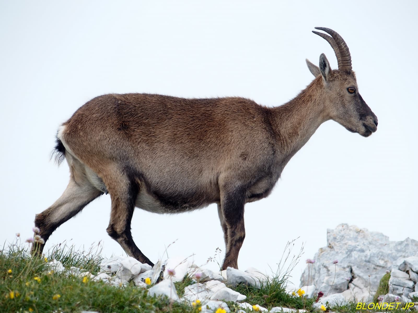 Bouquetin du Grand Veymont