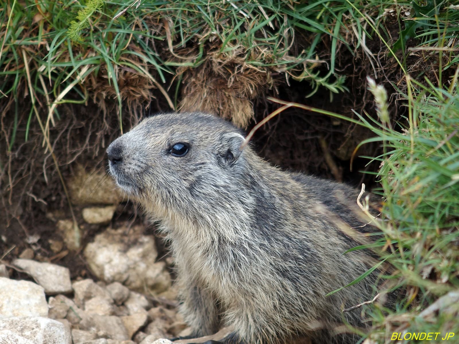 Jeune marmotte au Pas des Chattons