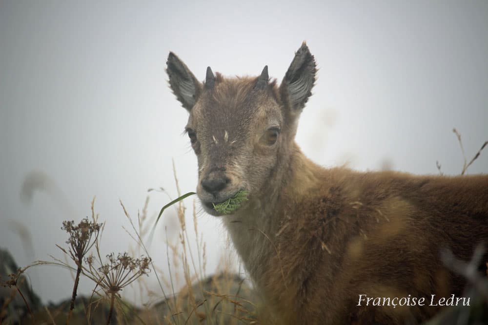 Bébé bouquetin dans le brouillard