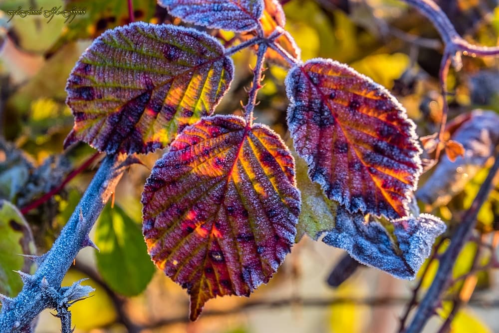 Fin d'automne