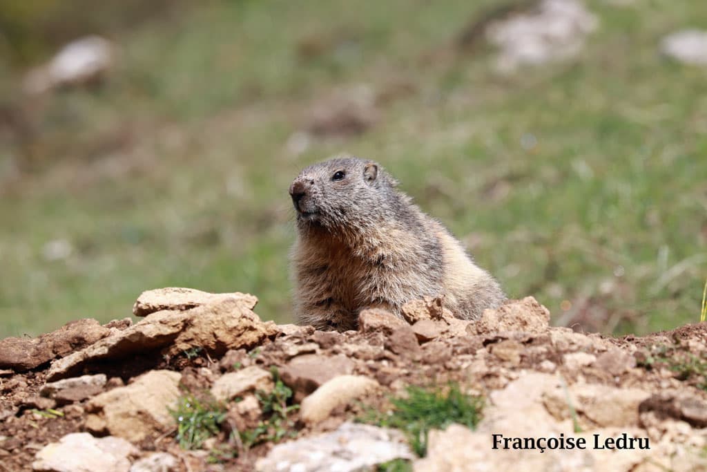 Les marmottes sont sorties d'hibernation