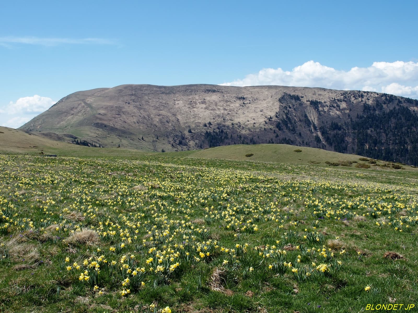Jonquilles devant le Senépy