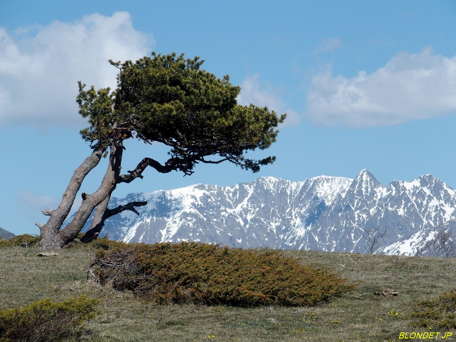 Arbre du Pré Rond
