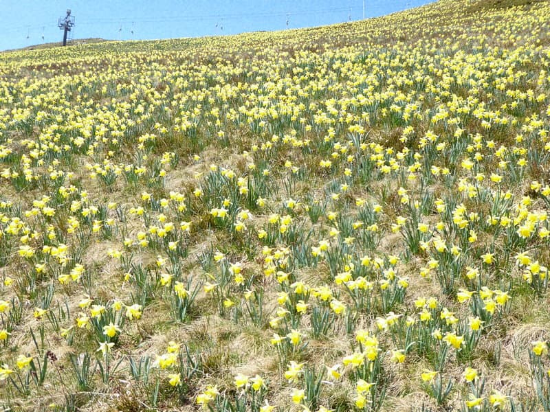 champ de jonquilles
