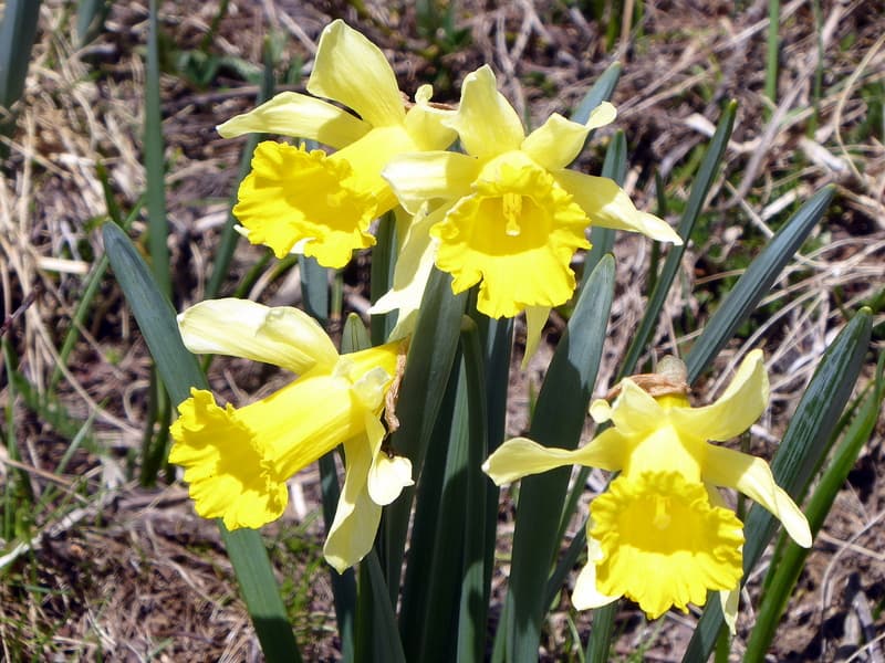 Jonquilles
