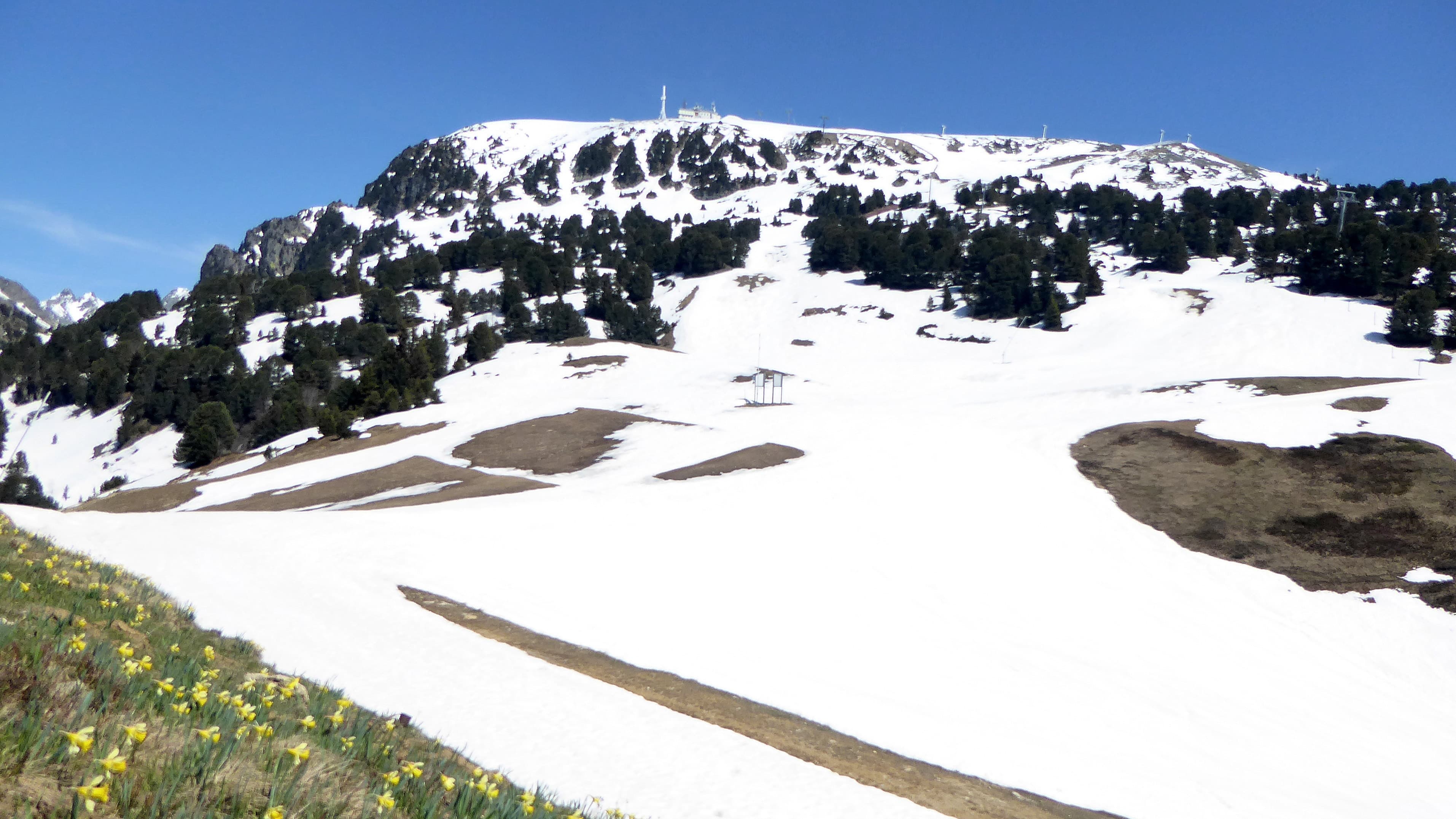 Neige en altitude et jonquilles au Recoin
