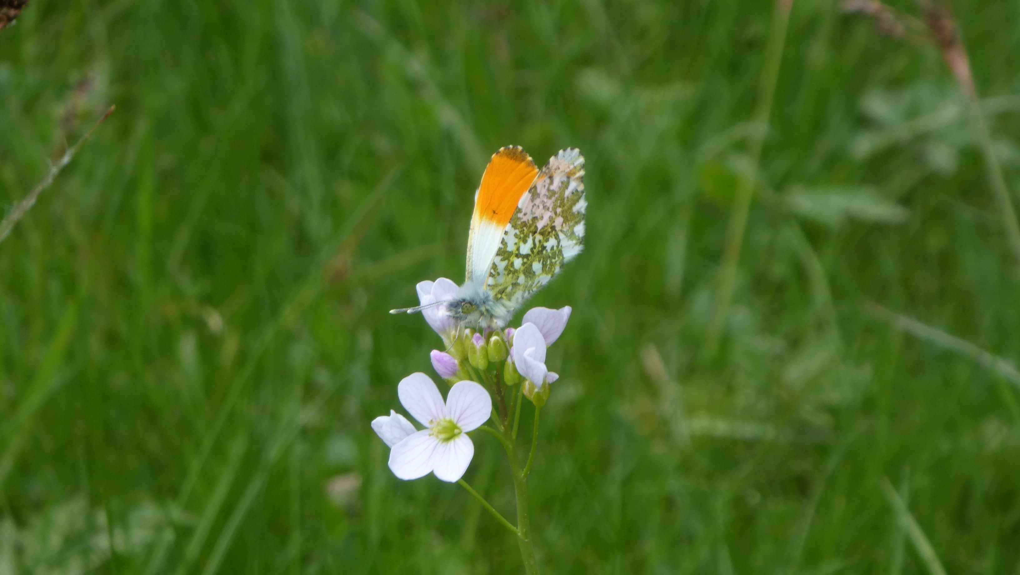 l'Aurore, un papillon de printemps