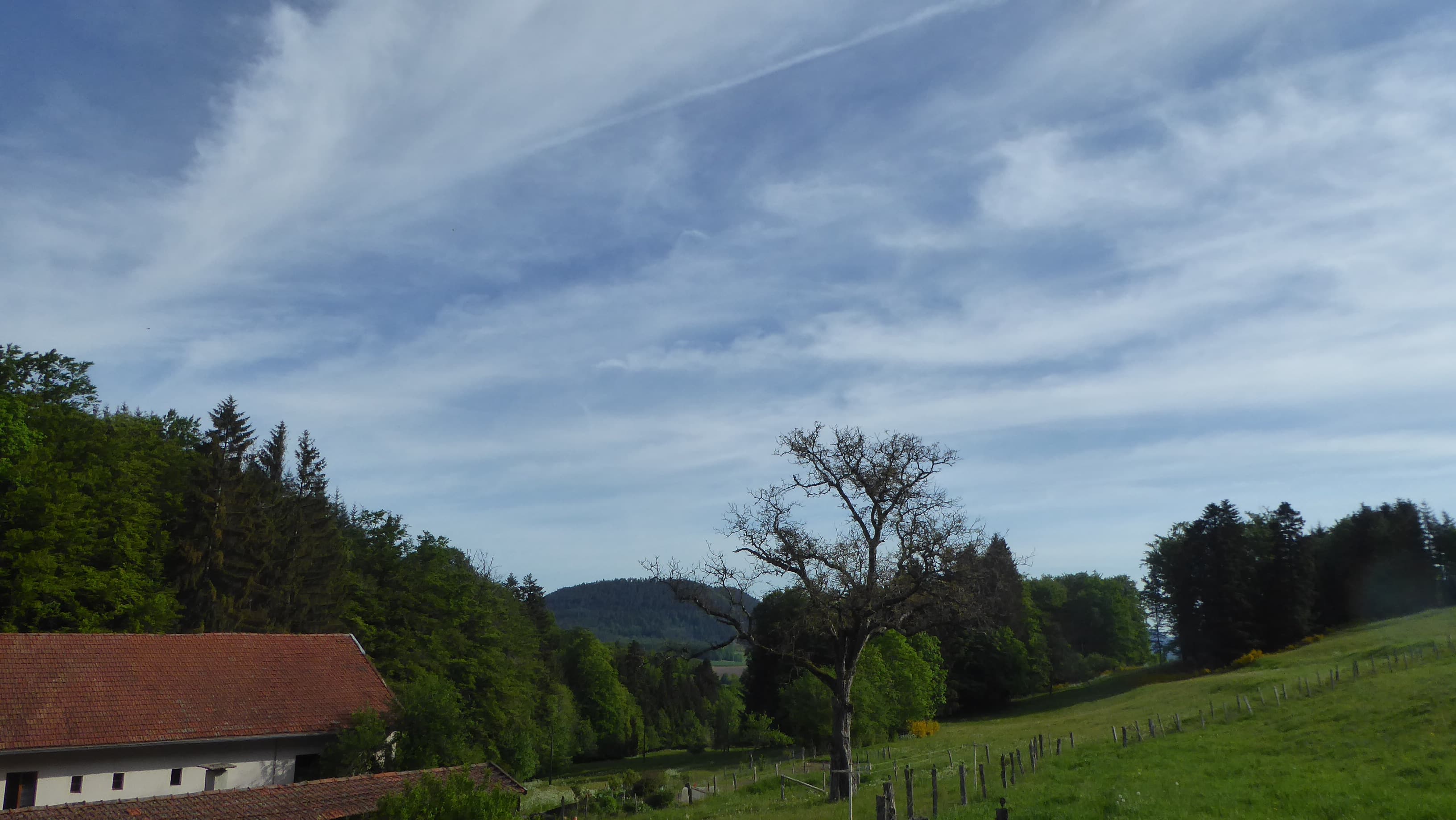 Cirrus du matin