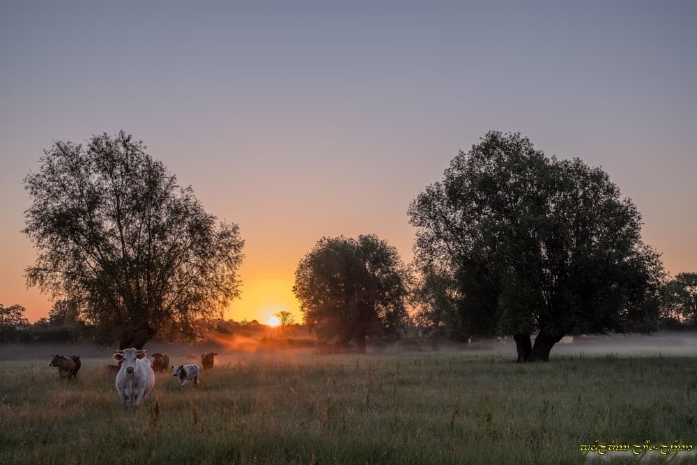 Fraîche émergence et soupçon de brume colorée