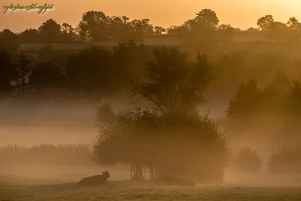 Fine brume et lumière dorée