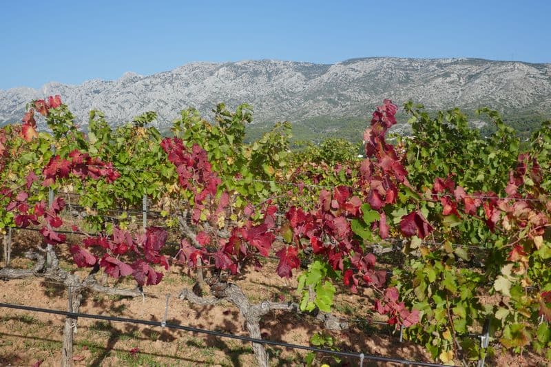 Vignes rougissantes sous la montagne