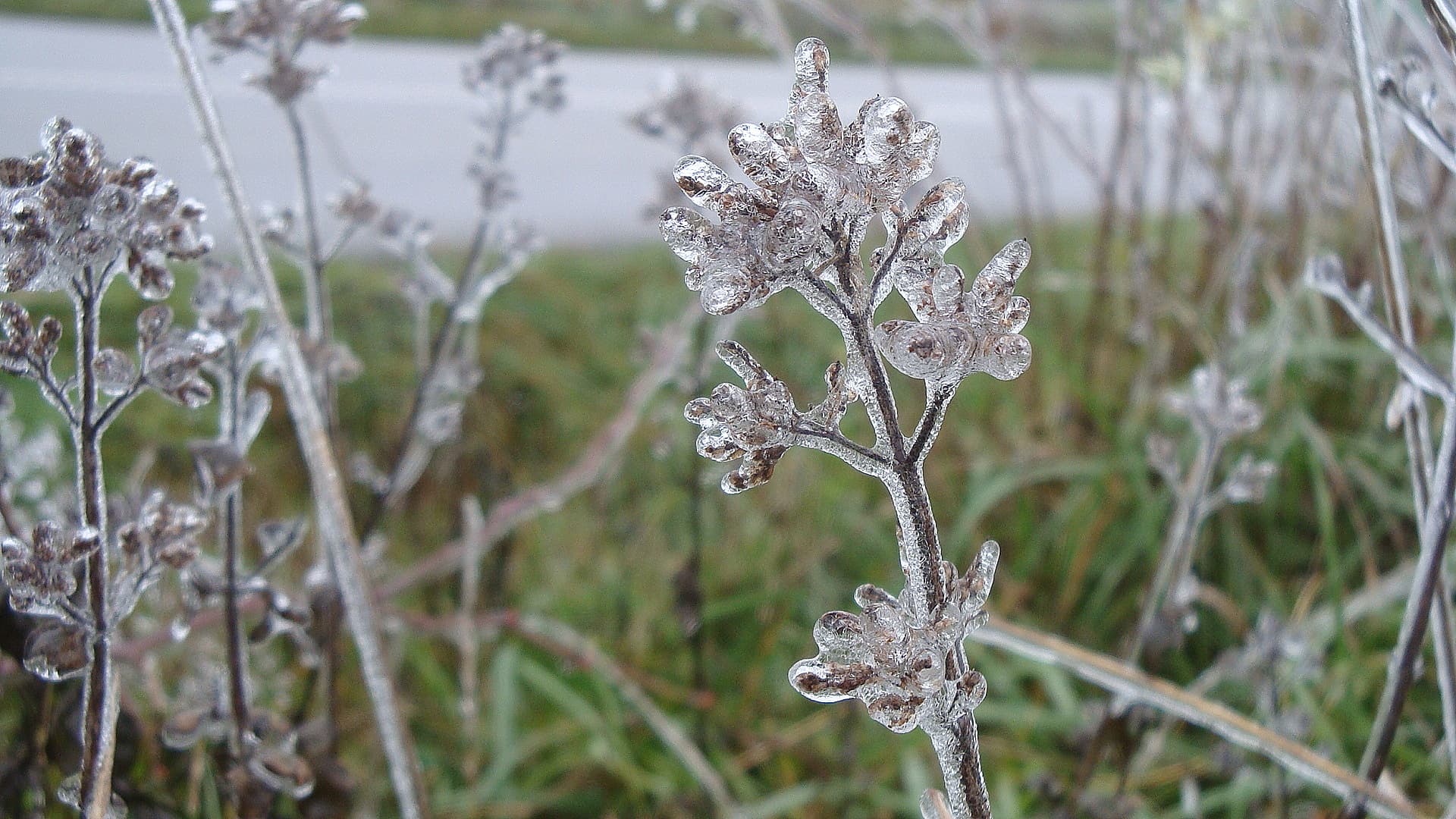 végétation verglacée