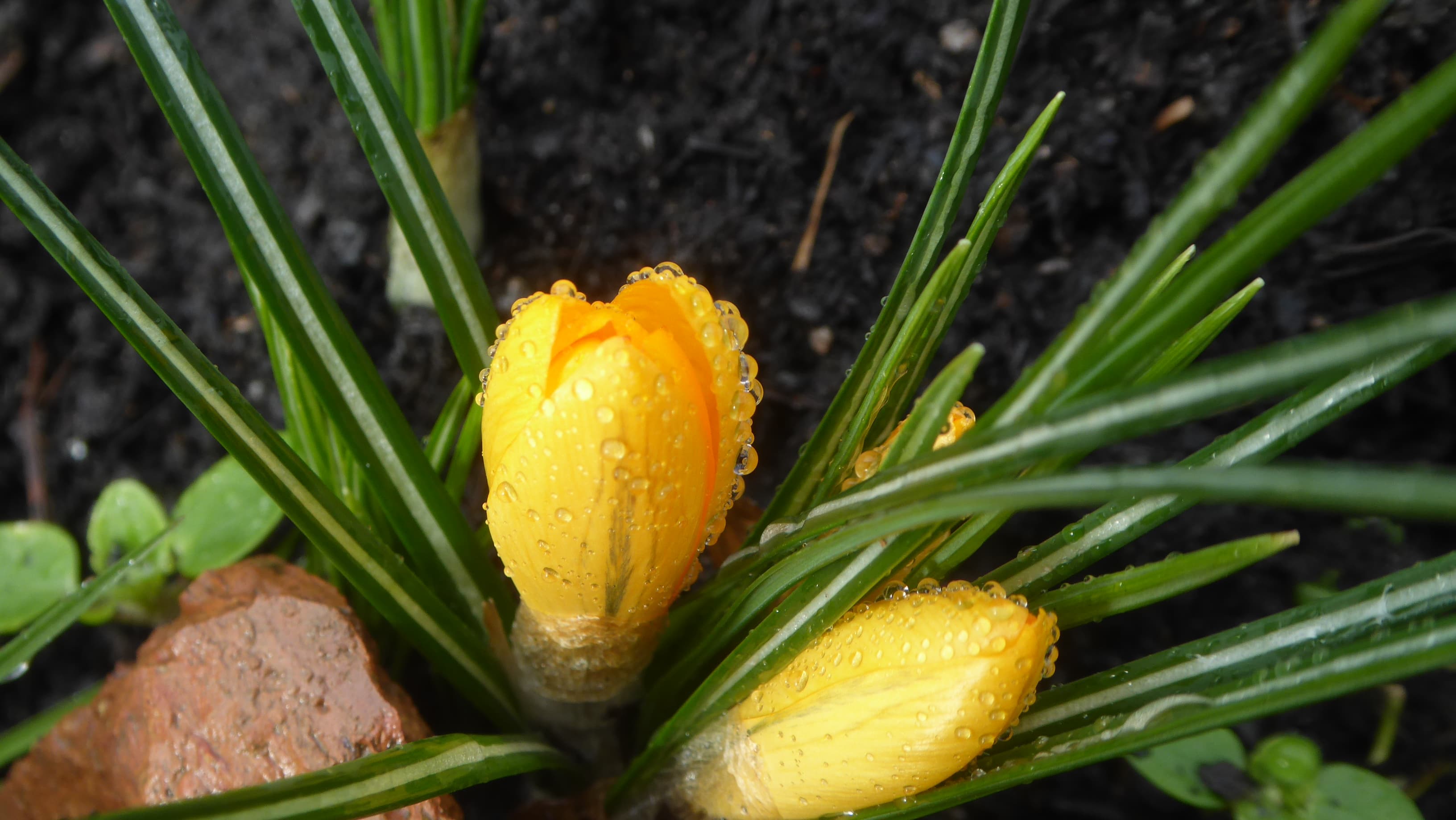 Premiers crocus en fleurs