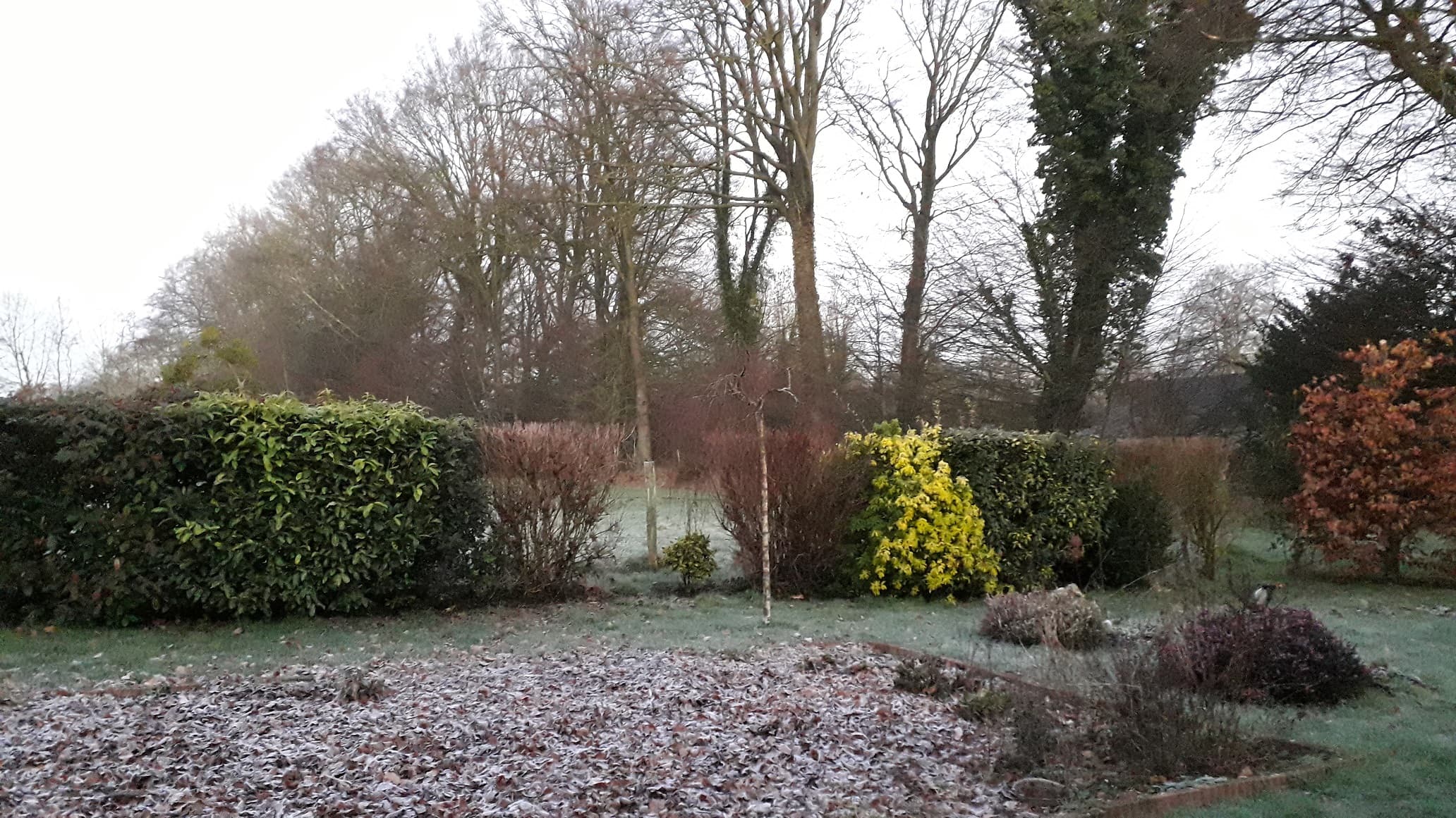 retour des gelées blanches petite offensive de l'hiver