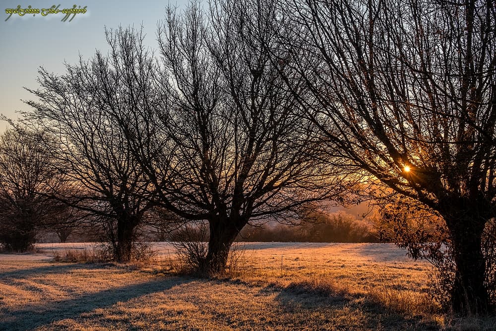 Emergence dans le frais bocage