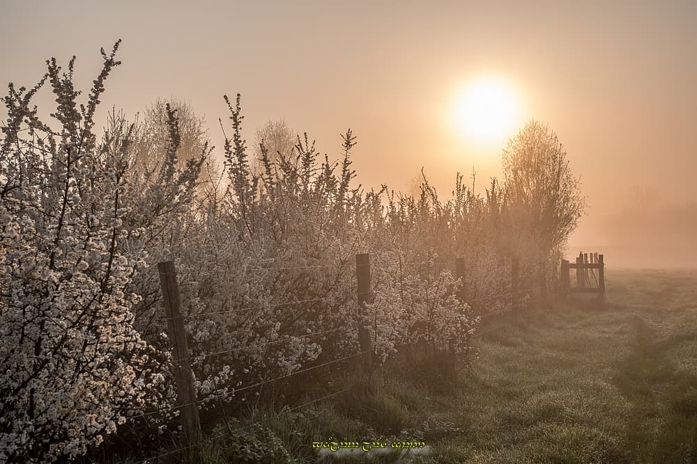 Floraison potamophile