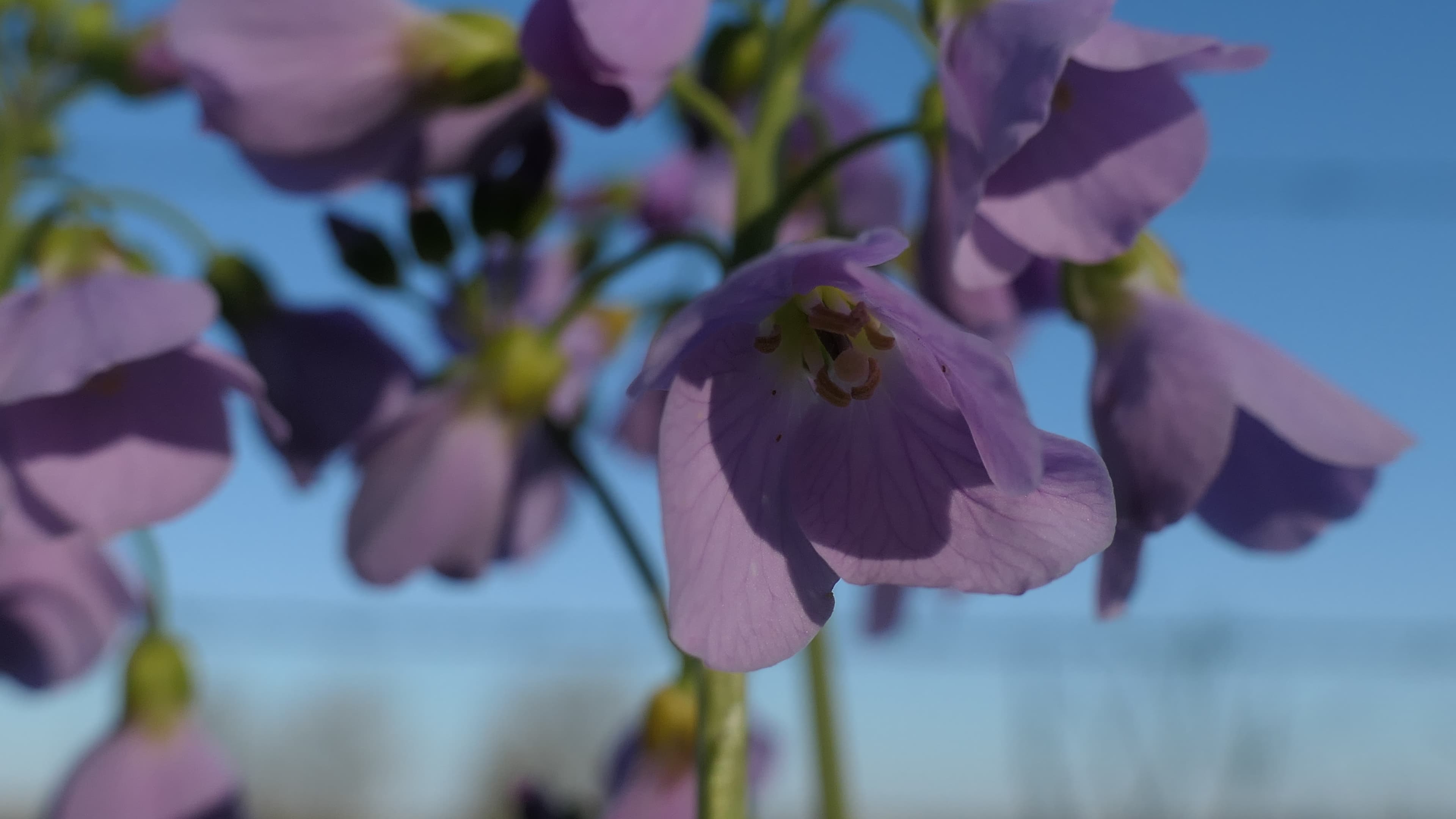 Cardamine " dégivrée"