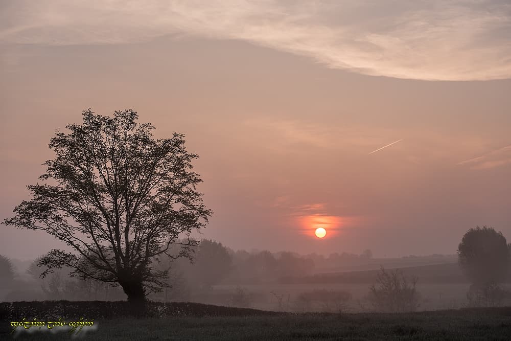 L'arbre et le bocage
