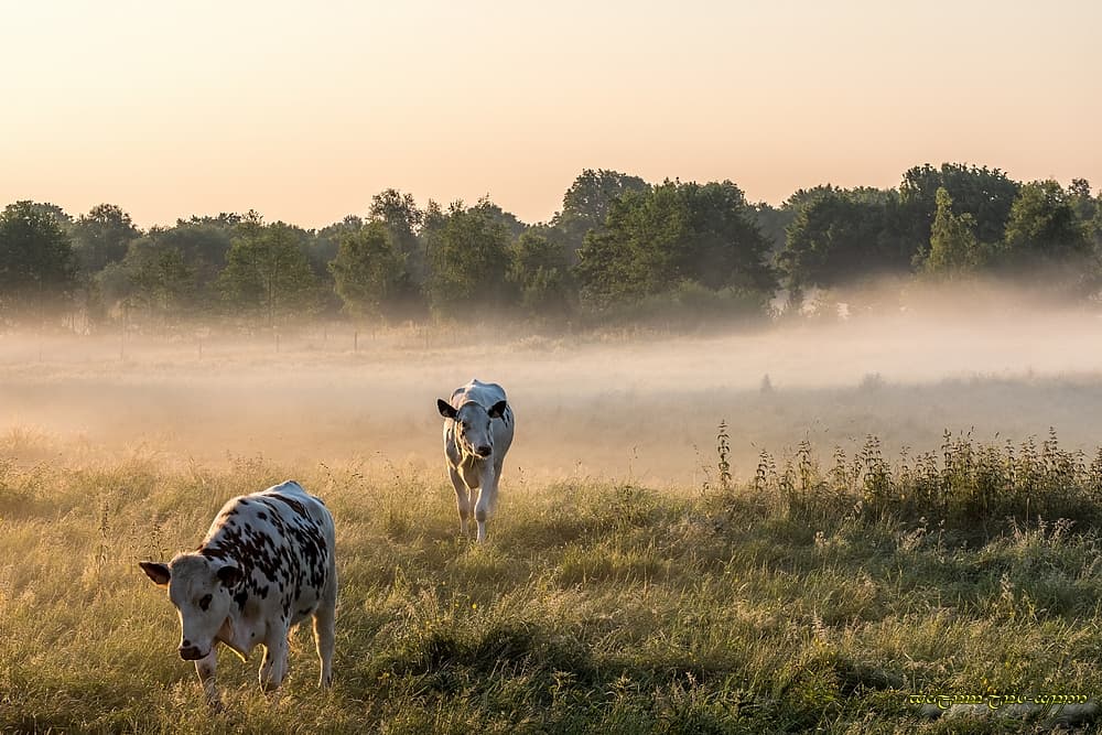 En voie de disparition...