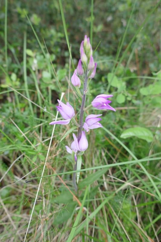 céphalantère rose Bois de bimont