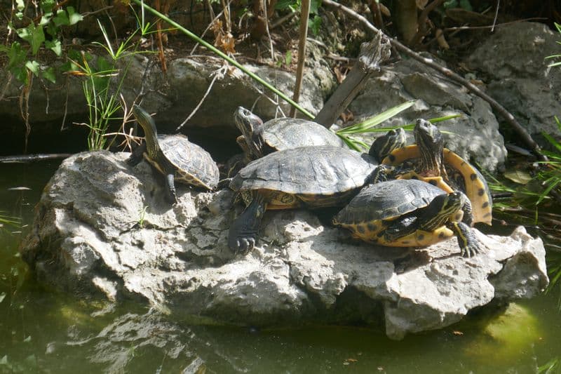 tortues se réchauffant parc Maguelone