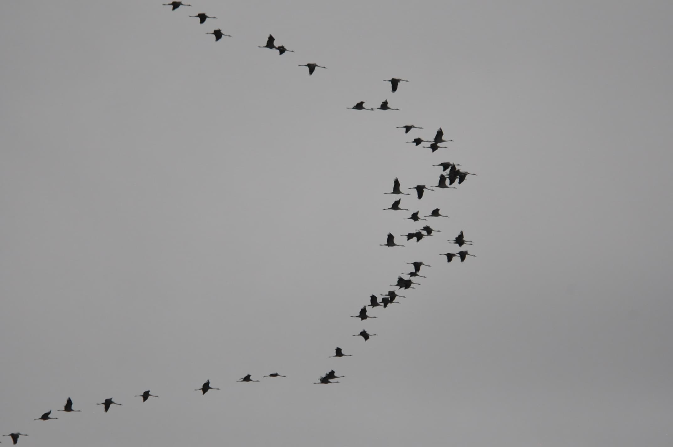 Passage des grues cendrées !!!