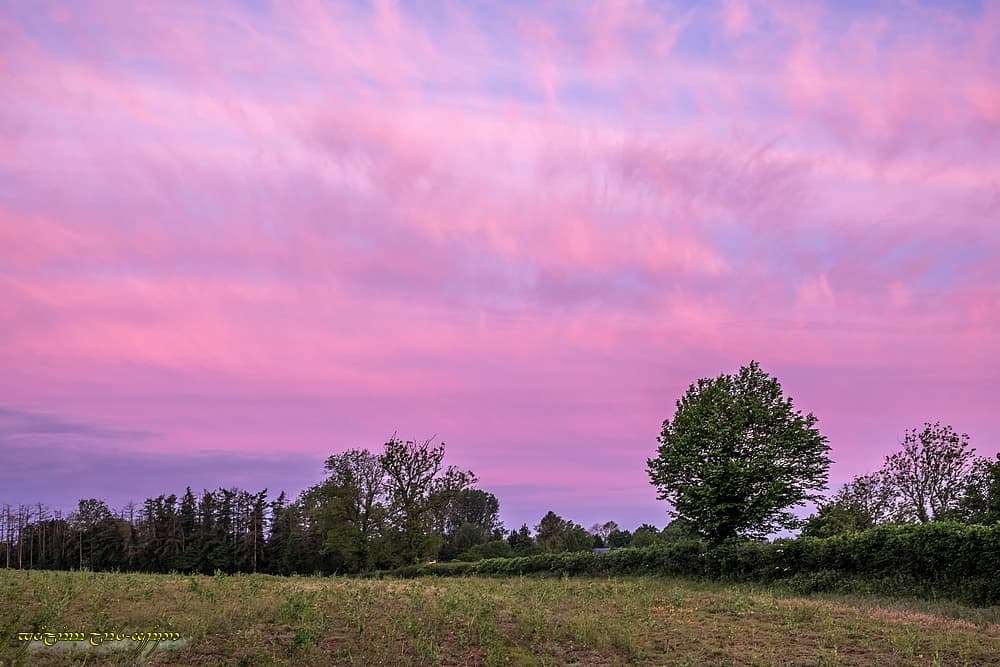 Un peu de rose pour débuter