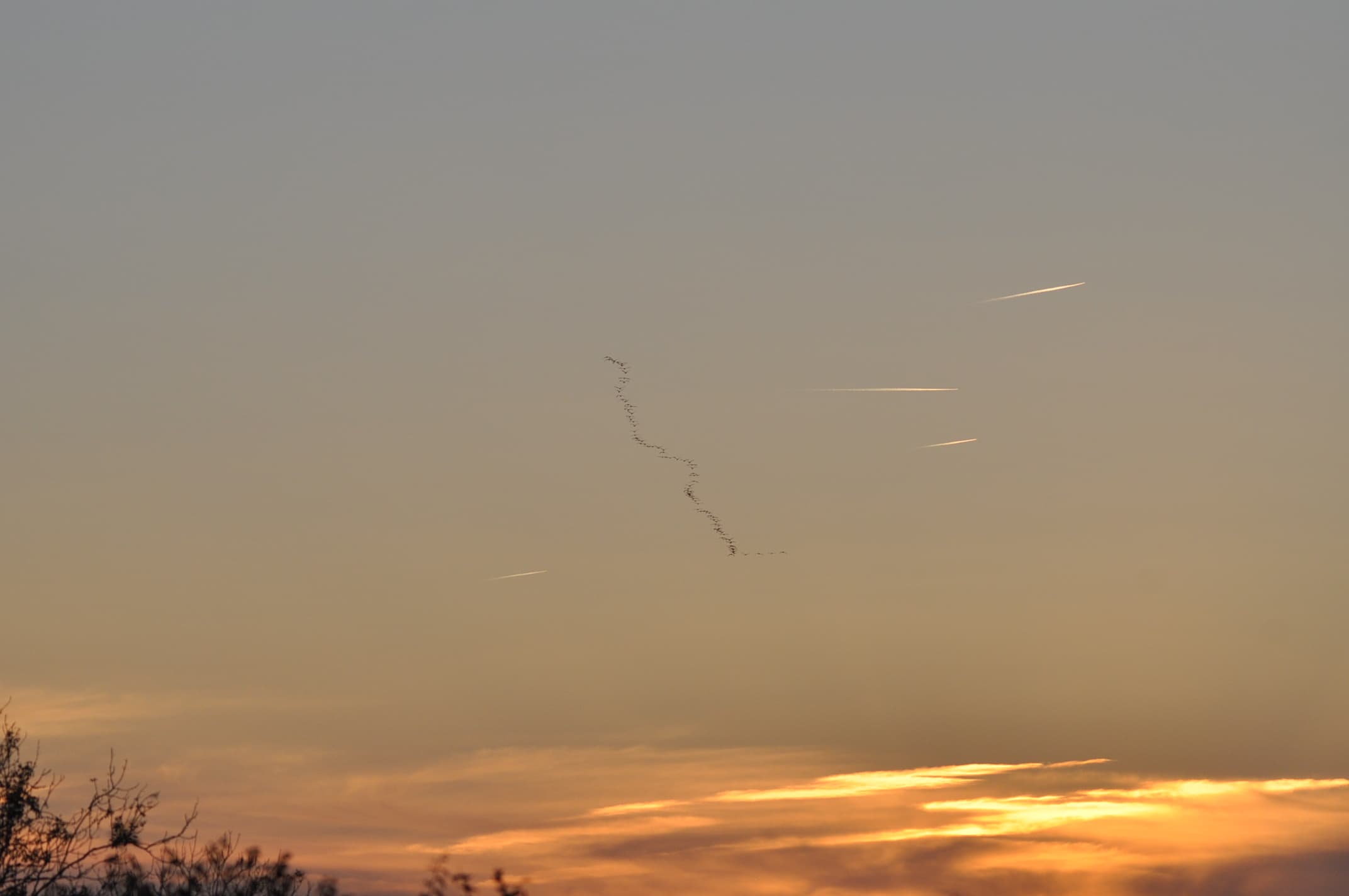 Pas besoin de "GPS" pour les grues le soleil est leur allié !!!