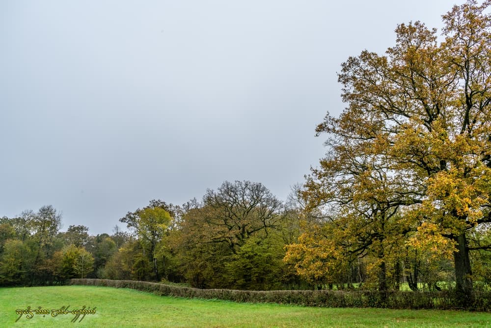 L'automne en gris