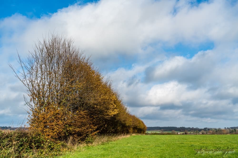 Fin d'automne