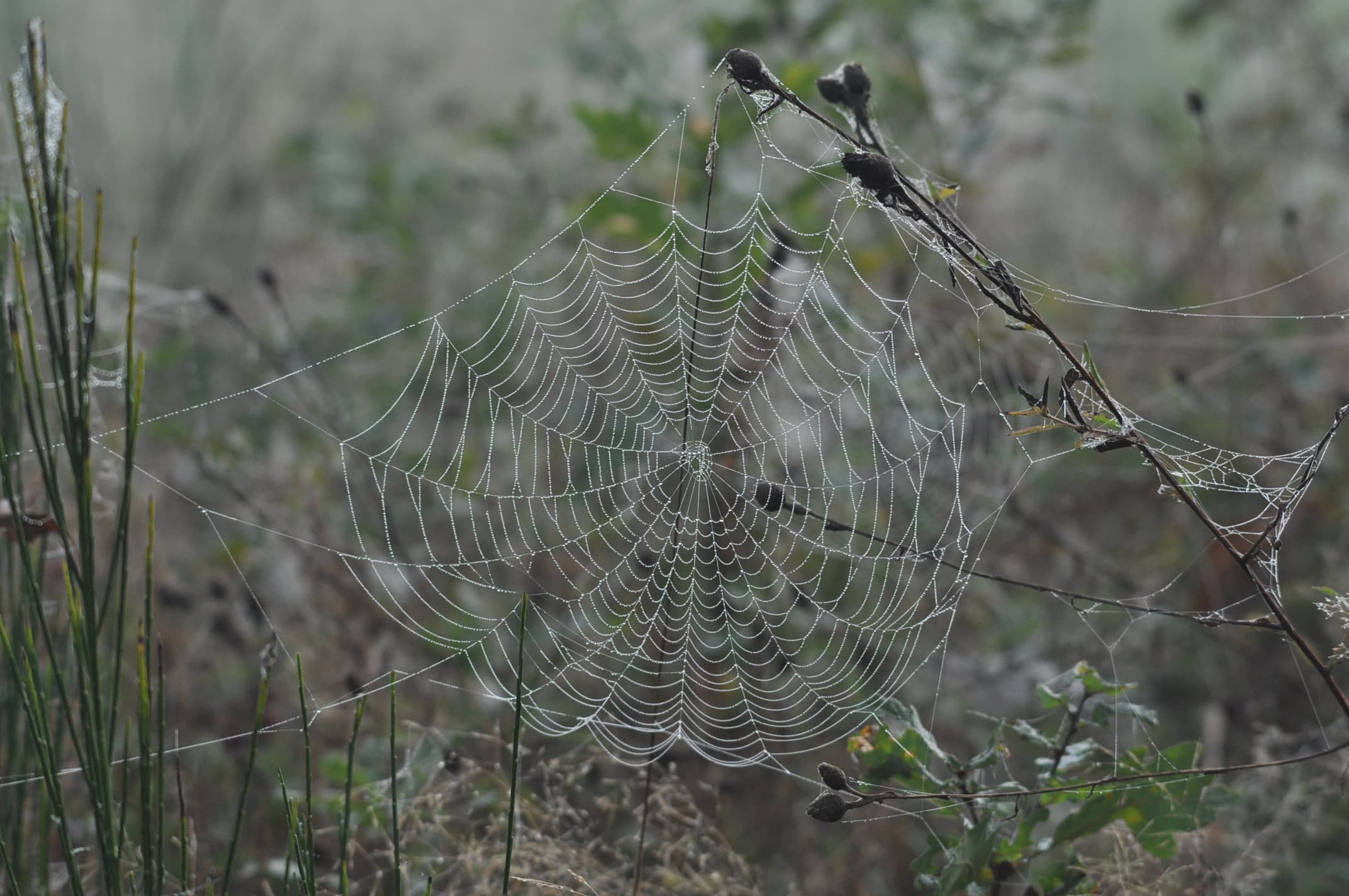 Dentelle "naturelle" !!!