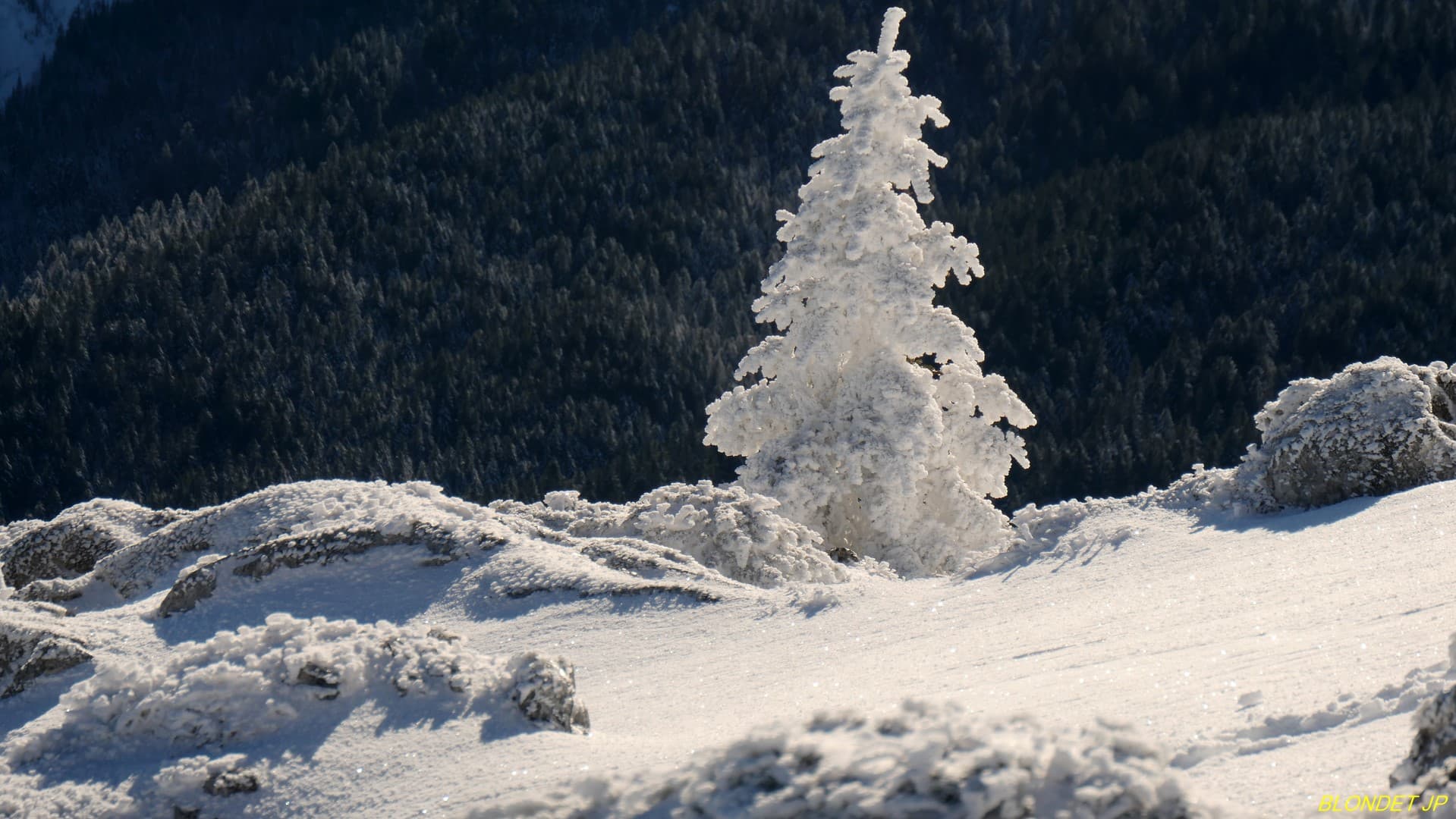 Sur les pentes du Charmant Som